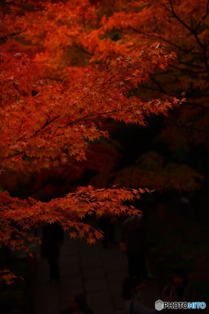 から紅のもみじ①