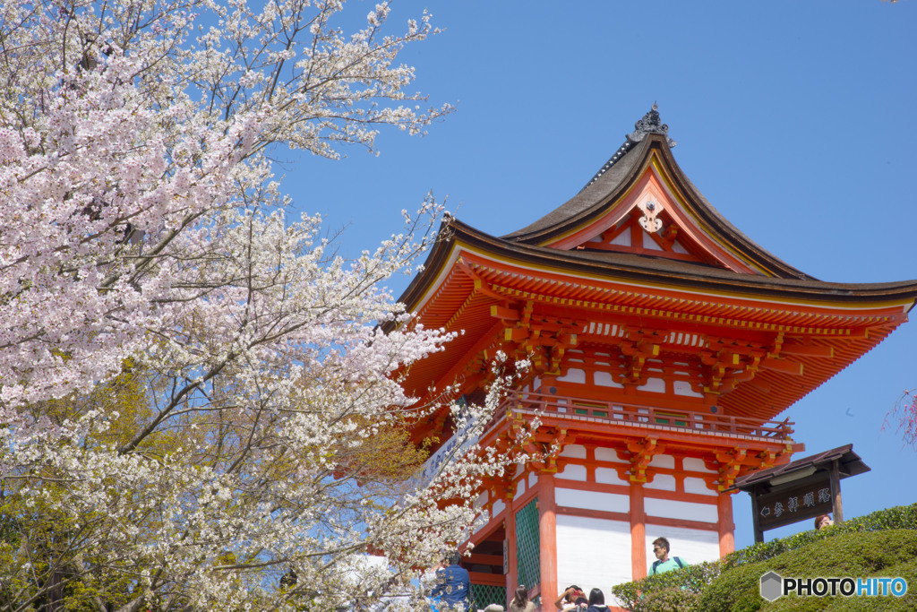 清水の桜景色①