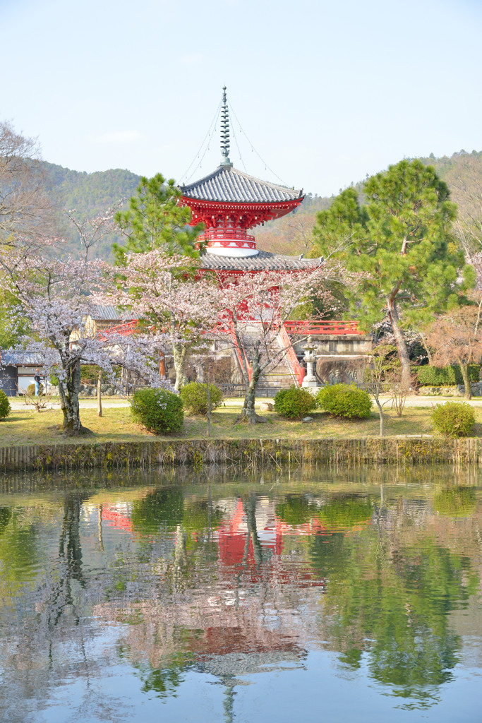 さくら×大覚寺