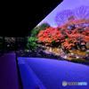 から紅の圓徳院