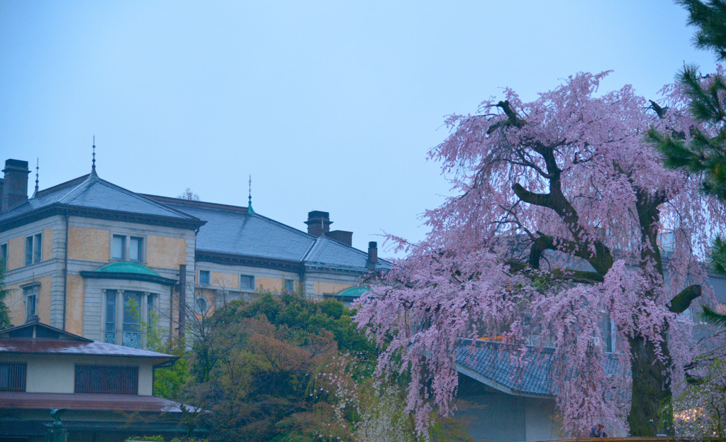 円山公園、枝垂桜と洋館