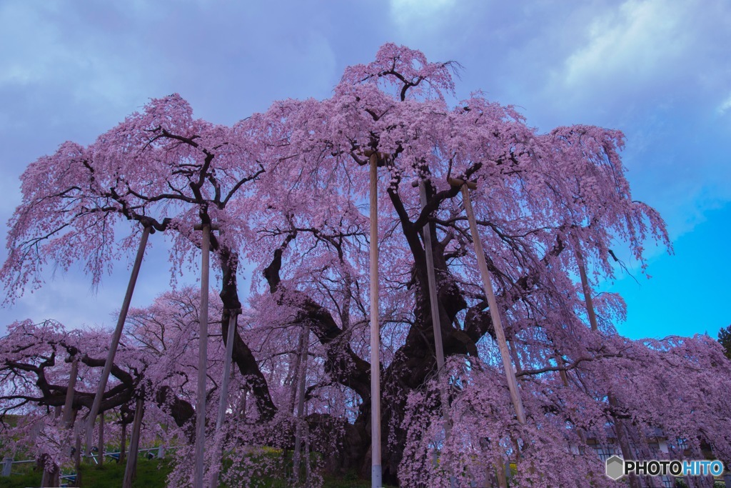 三春の滝桜