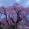 三春の滝桜