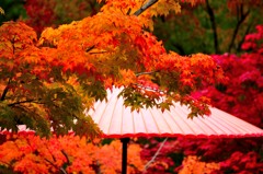 永観堂　紅葉②