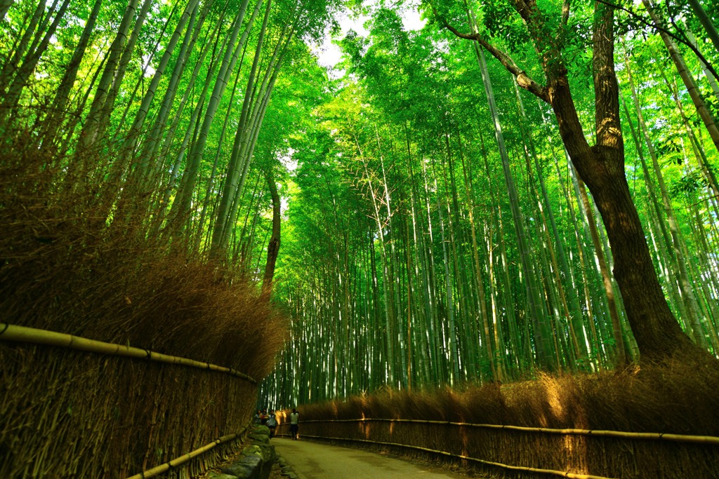 竹林の道　嵐山