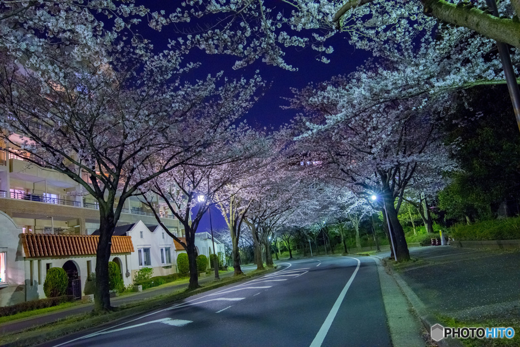 夜桜②