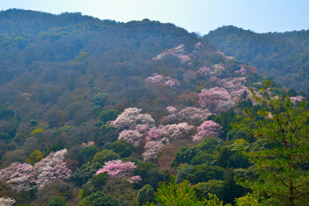 大河内山荘庭園