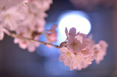 夜桜①