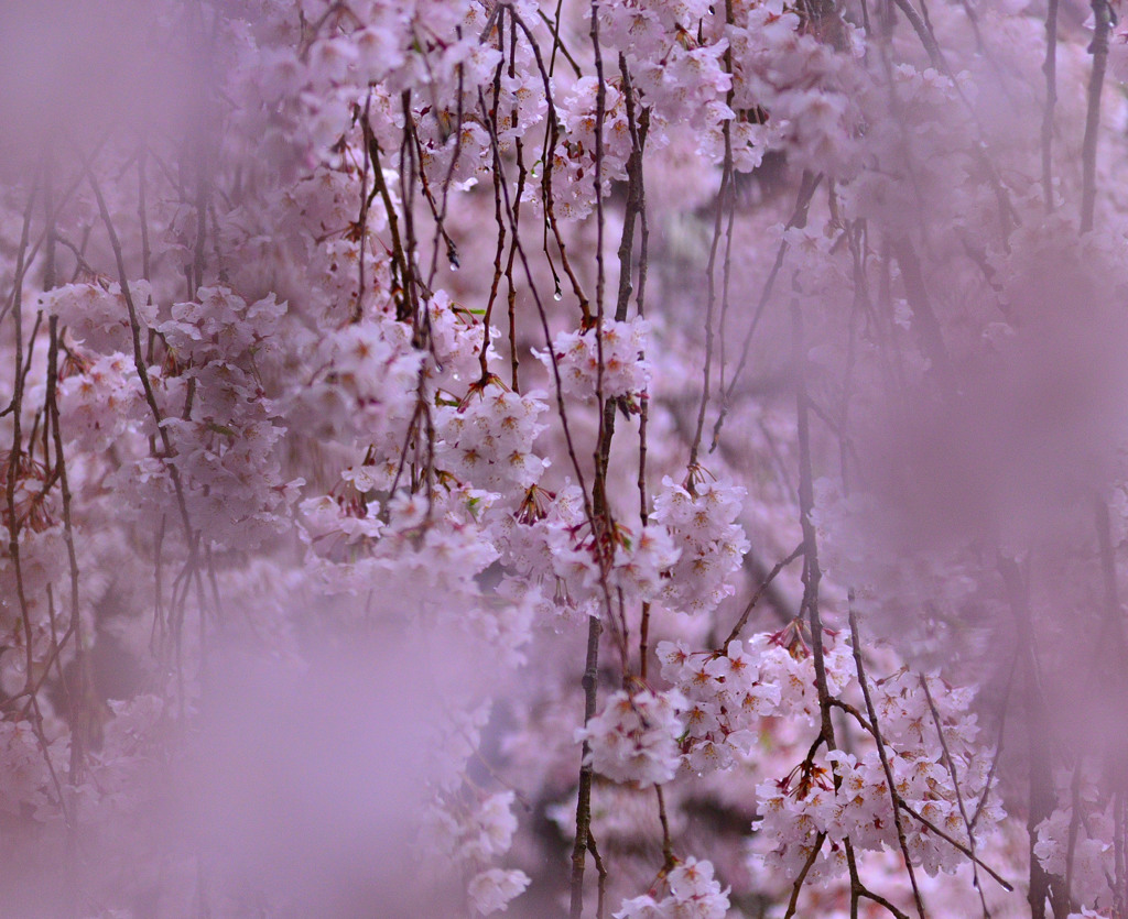 滴る枝垂れ桜