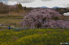三春の滝桜×菜の花