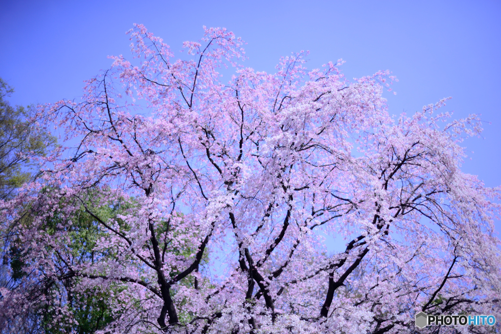 六義園　しだれ桜②