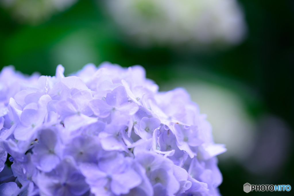 しっとり紫陽花