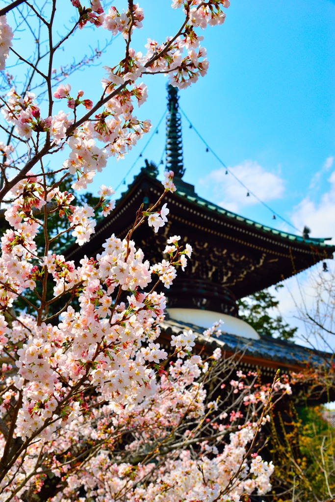 さくら×清凉寺