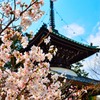 さくら×清凉寺