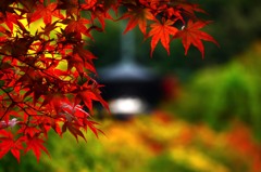 永観堂　紅葉