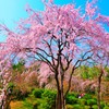 さくら×天龍寺