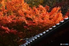 晩秋の鎌倉散歩　明月院⑥