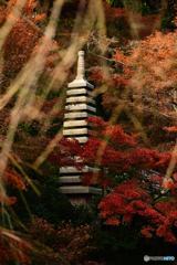 晩秋の鎌倉散歩 長谷寺④