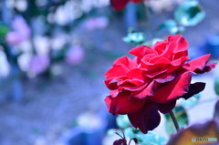 The Rose de versailles