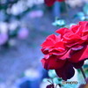 The Rose de versailles