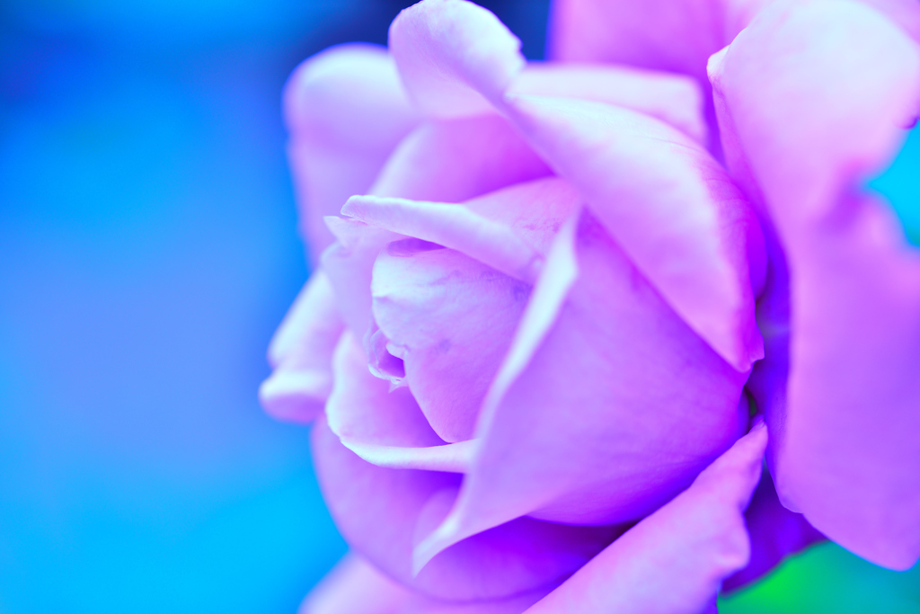 薔薇