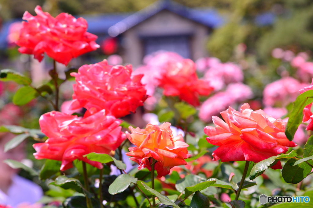 咲き乱れる薔薇