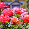 咲き乱れる薔薇