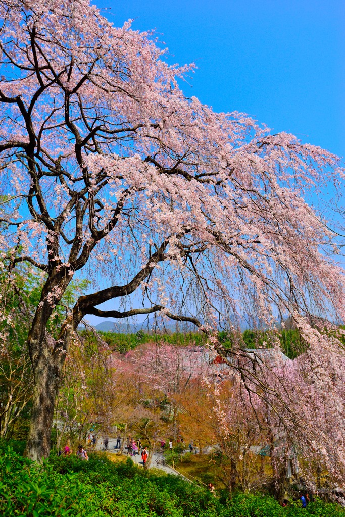 さくら×天龍寺