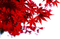 紅葉