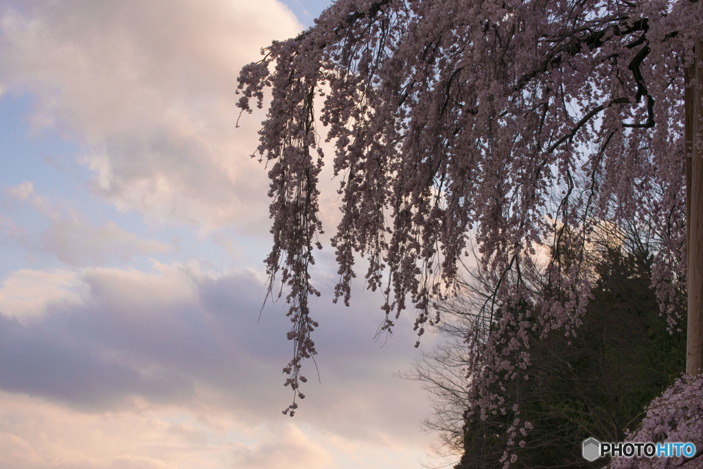 桜×夕日