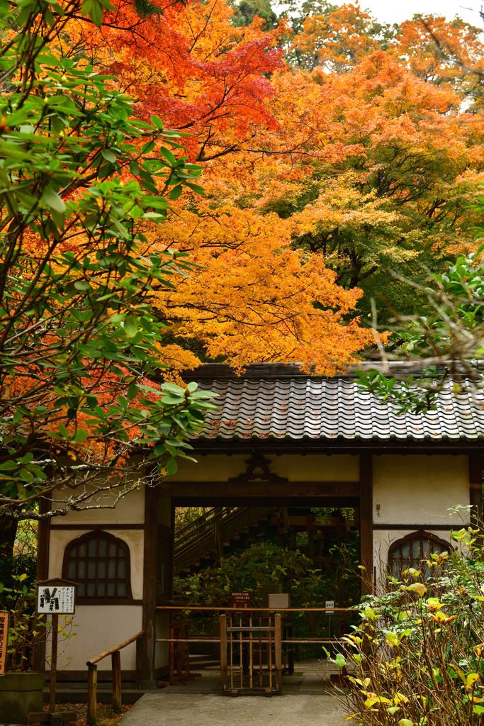 晩秋の鎌倉散歩　明月院②