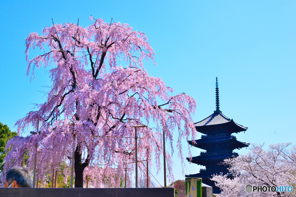 不二桜×東寺