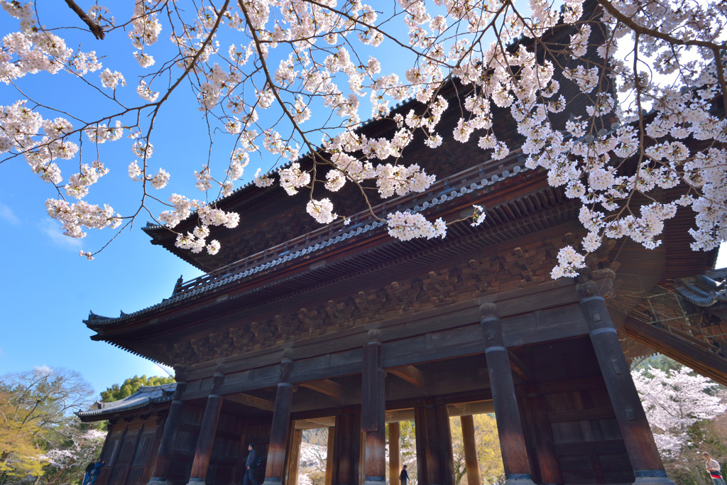 さくら×南禅寺