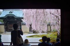 雨の高台寺