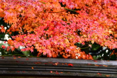 龍安寺　石庭②