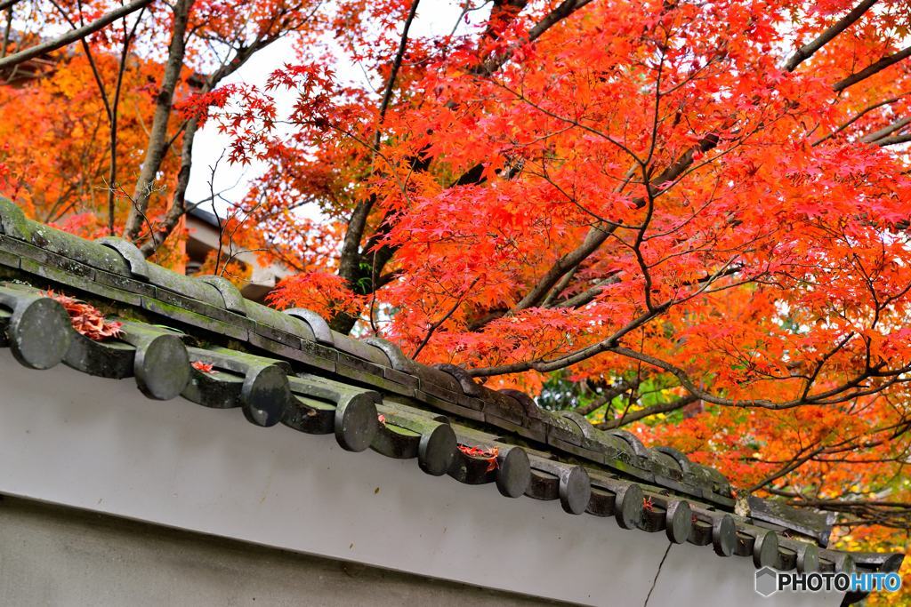 晩秋の京都旅