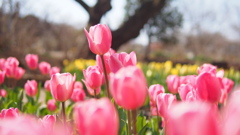 tulip