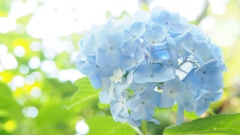 鎌倉の紫陽花