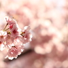 桜♡