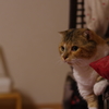 IMGP0941