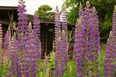IMGP0578