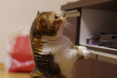 集中