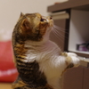 集中