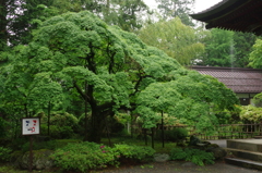 IMGP0557