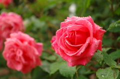 IMGP0617