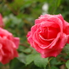IMGP0617