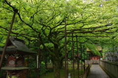 IMGP0568