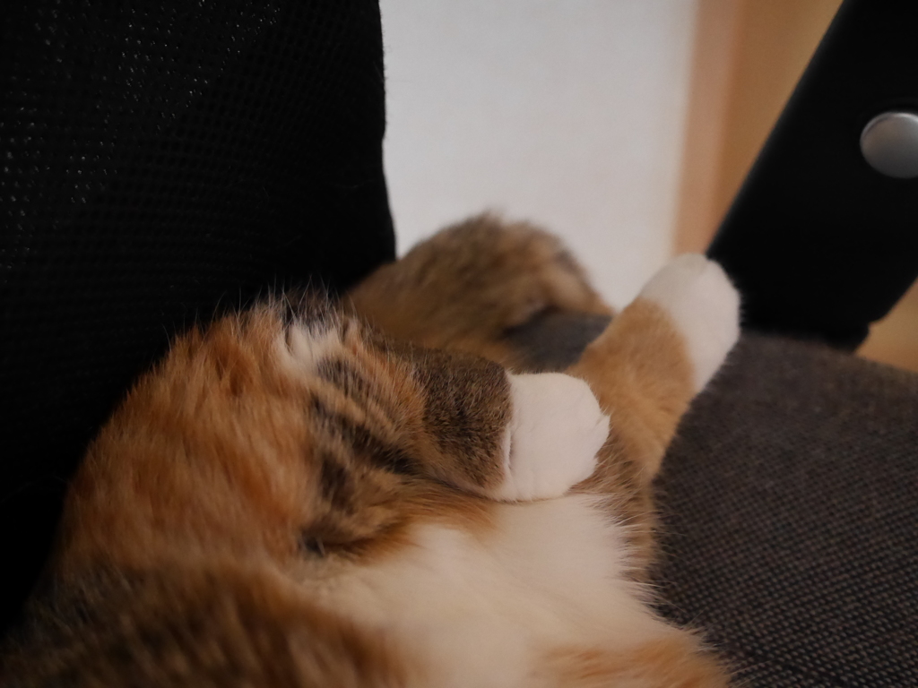しぇ〜！！