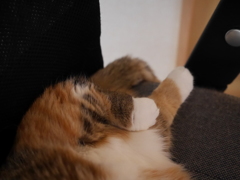 しぇ〜！！