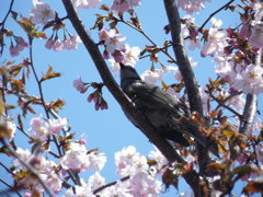 桜と鳥